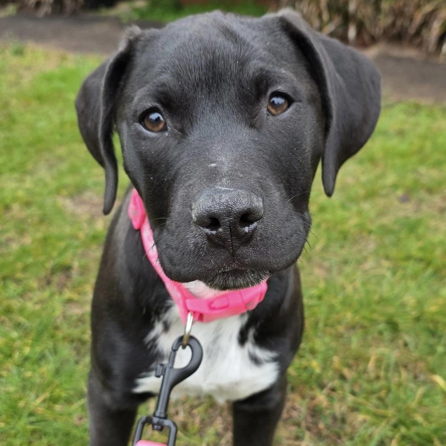 NALA - ARRIVING IN MAINE IN EARLY MARCH, ADOPTABLE, Puppy Female Mixed Breed.
