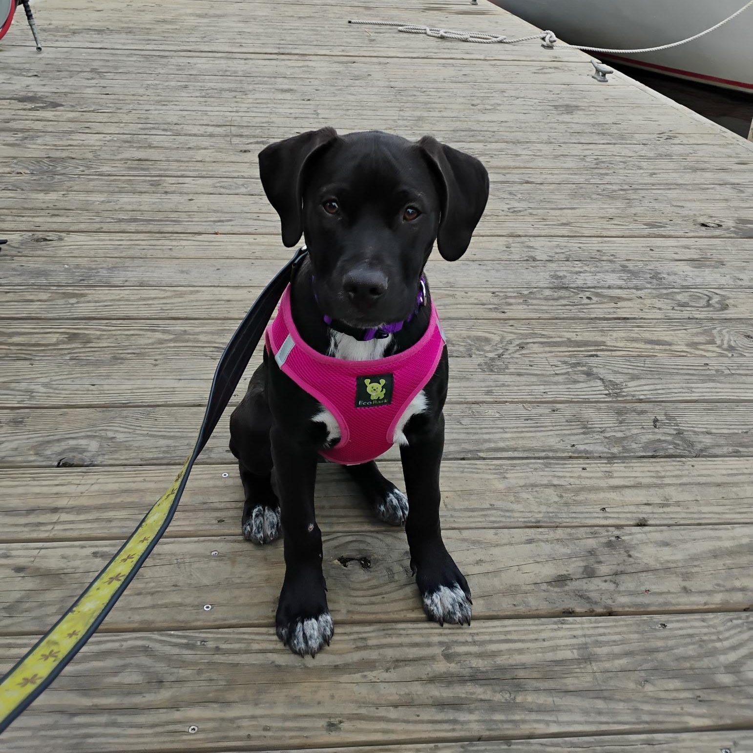 Enlarge NALA - ARRIVED IN MAINE MARCH 7th, a ADOPTABLE Mixed Breed in Berwick, ME image 2/6
