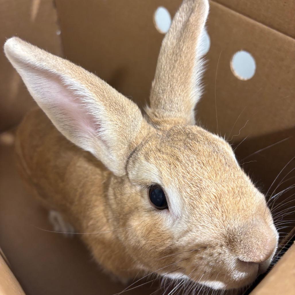 Honey Bun, Adoptable, Adult Male American & American.