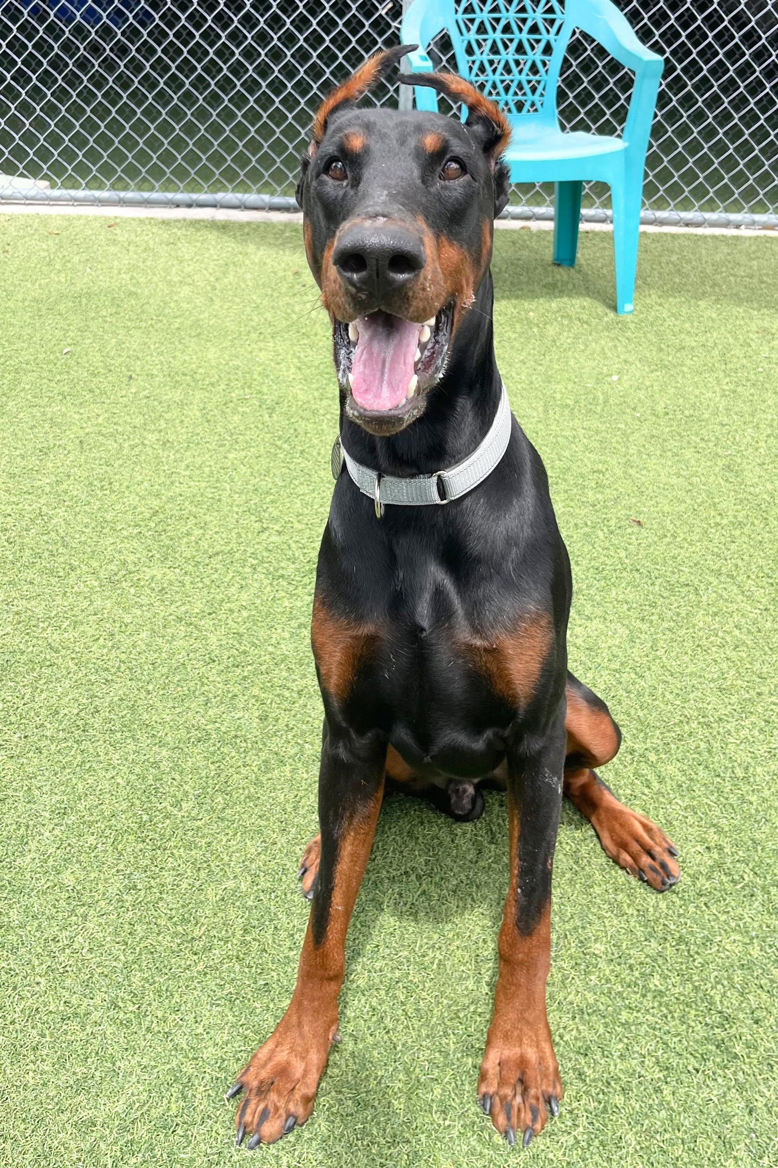 Cooper 3557, Adopted, Young Male Doberman Pinscher.