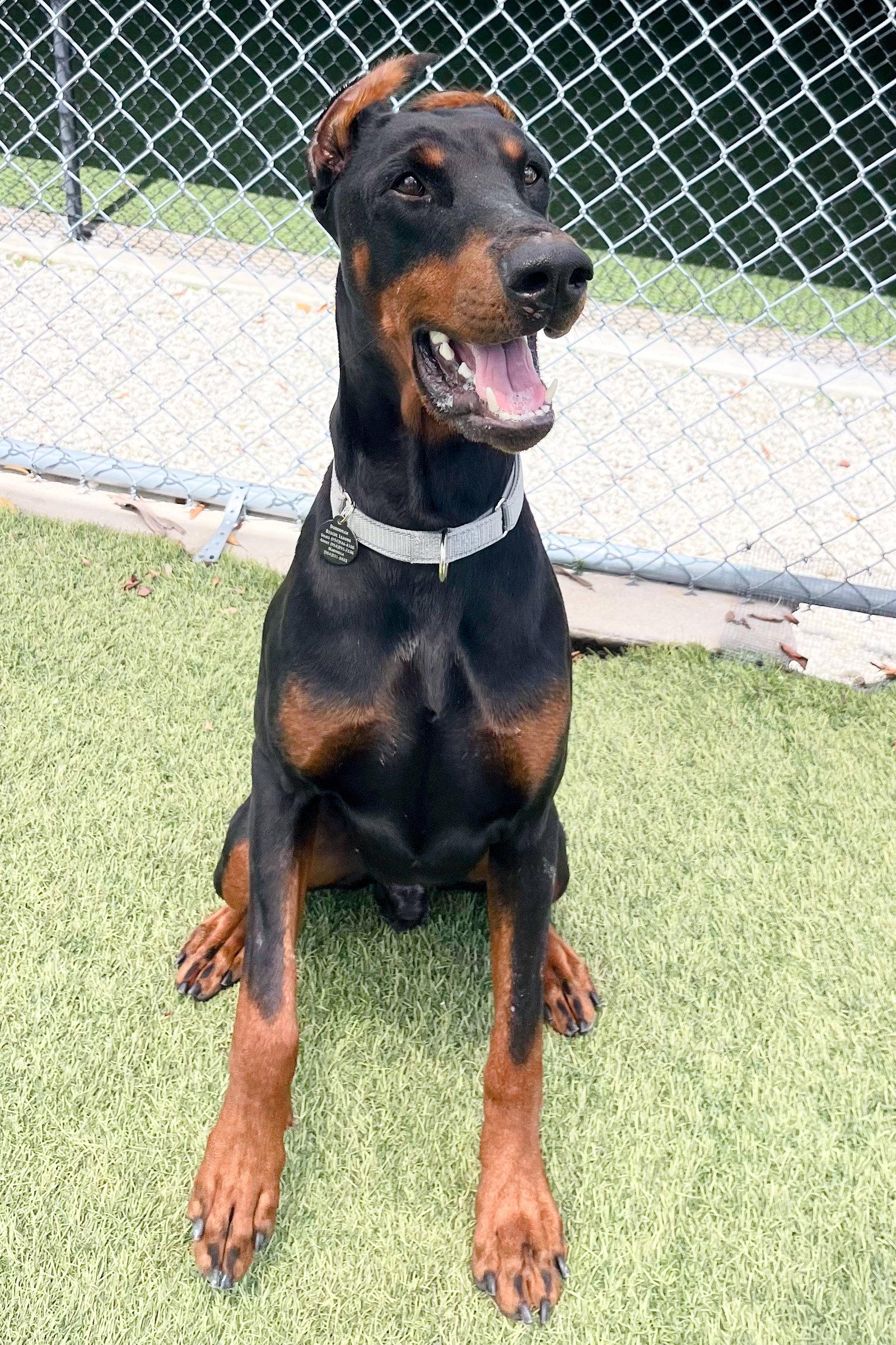 Enlarge Cooper 3557, a Adopted Doberman Pinscher in Oakland Park, FL image 2/3