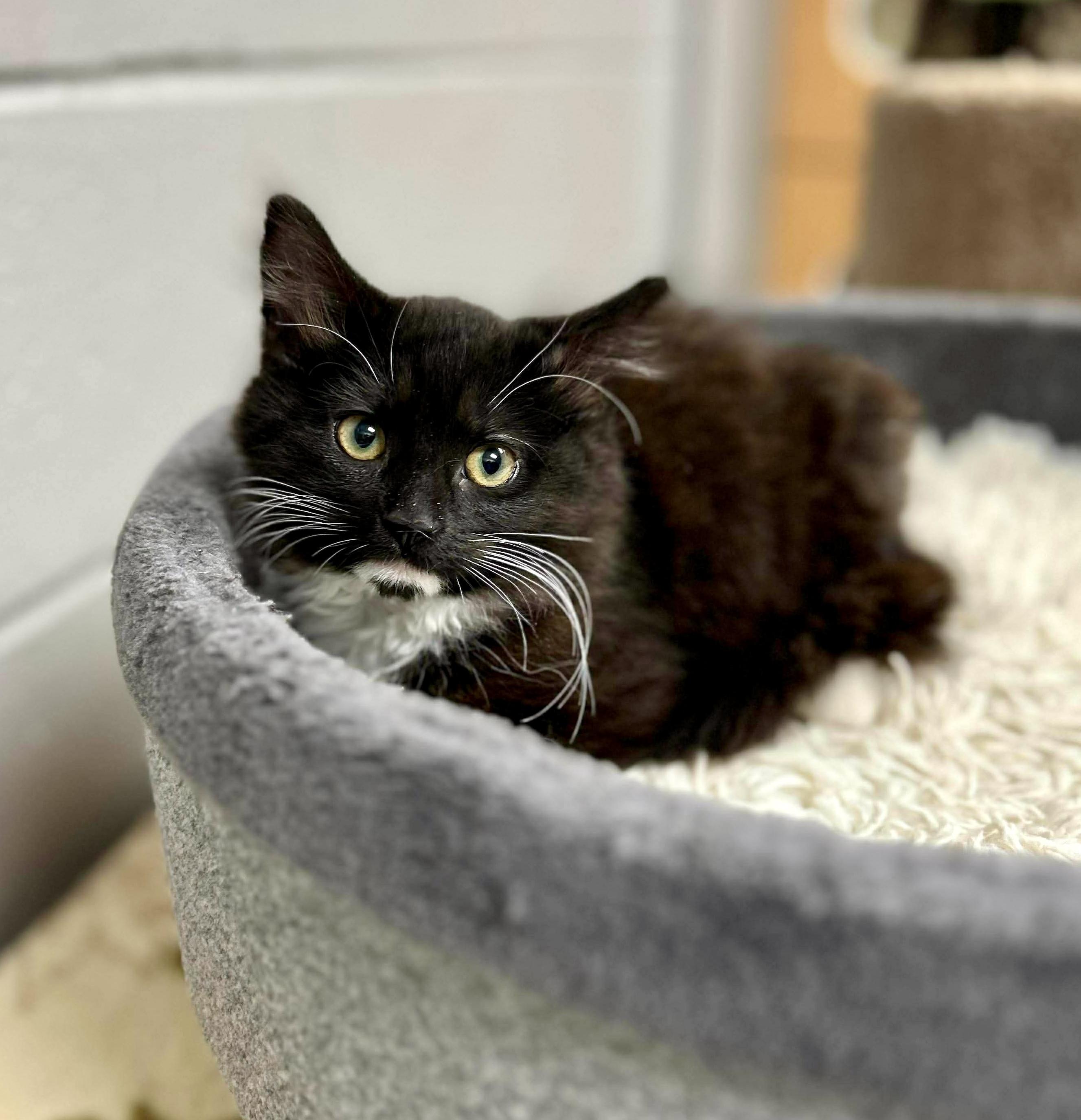 Yang, a ADOPTABLE mixed breed in Bethel, CT image 2/6