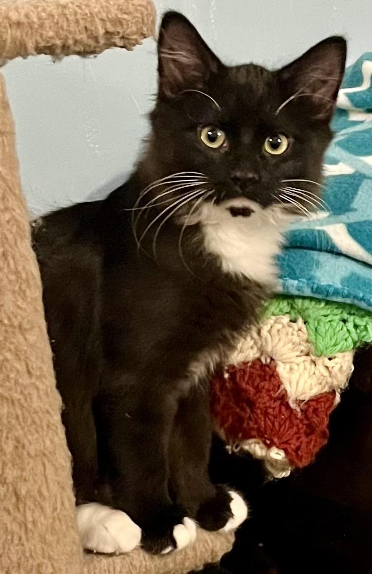 Yang, a ADOPTABLE mixed breed in Bethel, CT image 4/6