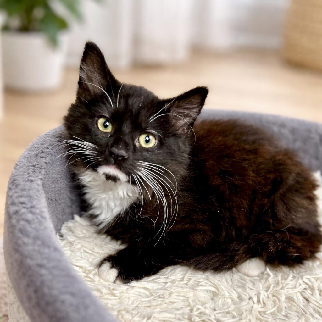 Yang, ADOPTABLE, Kitten Male Domestic Medium Hair & Tuxedo.
