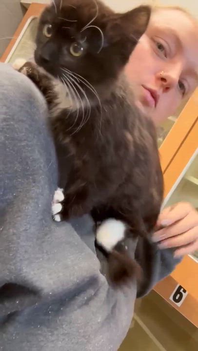 Enlarge Yang, a ADOPTABLE mixed breed in Bethel, CT video 3/6