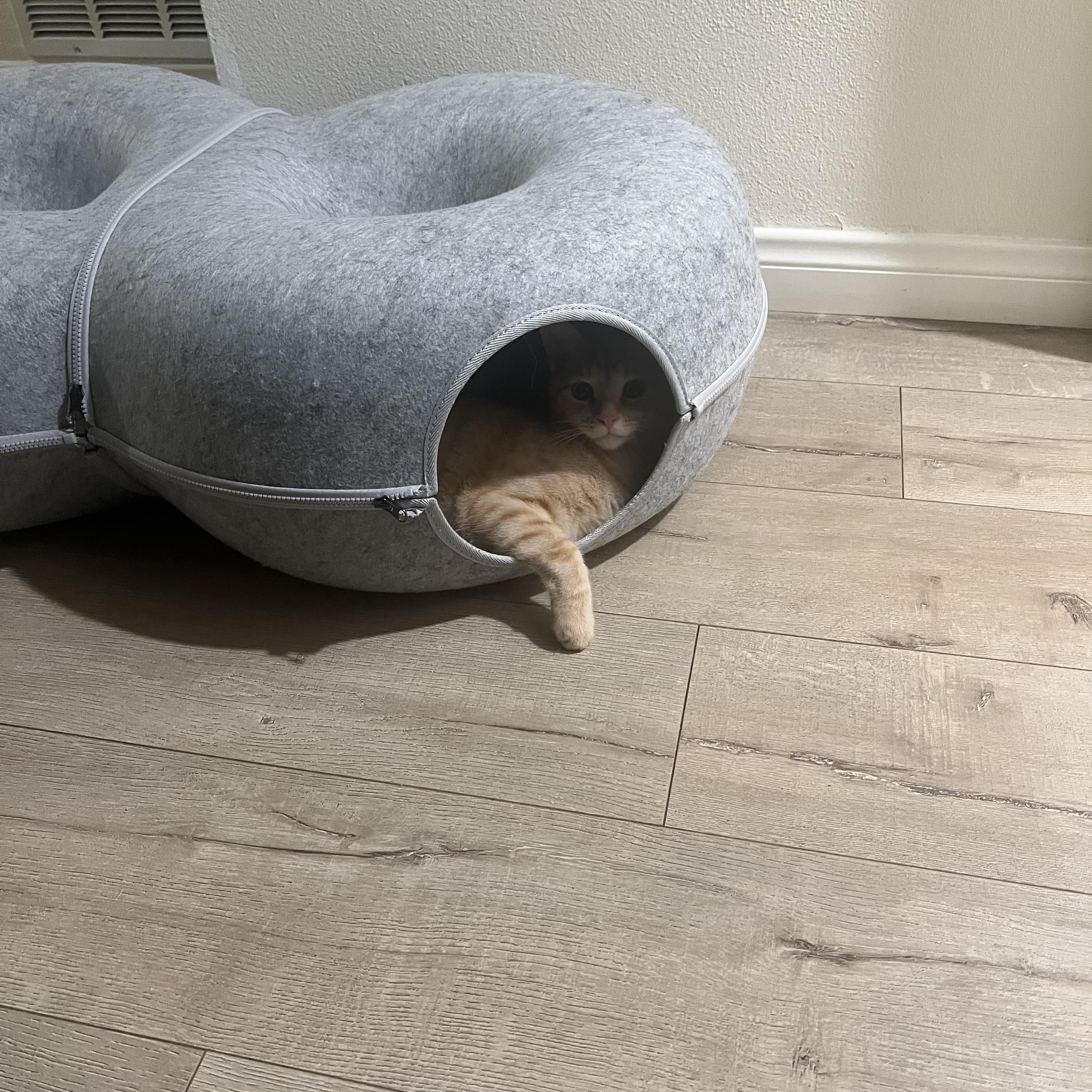 Enlarge Beau, an adopted Domestic Short Hair in Los Angeles, CA image 4/6