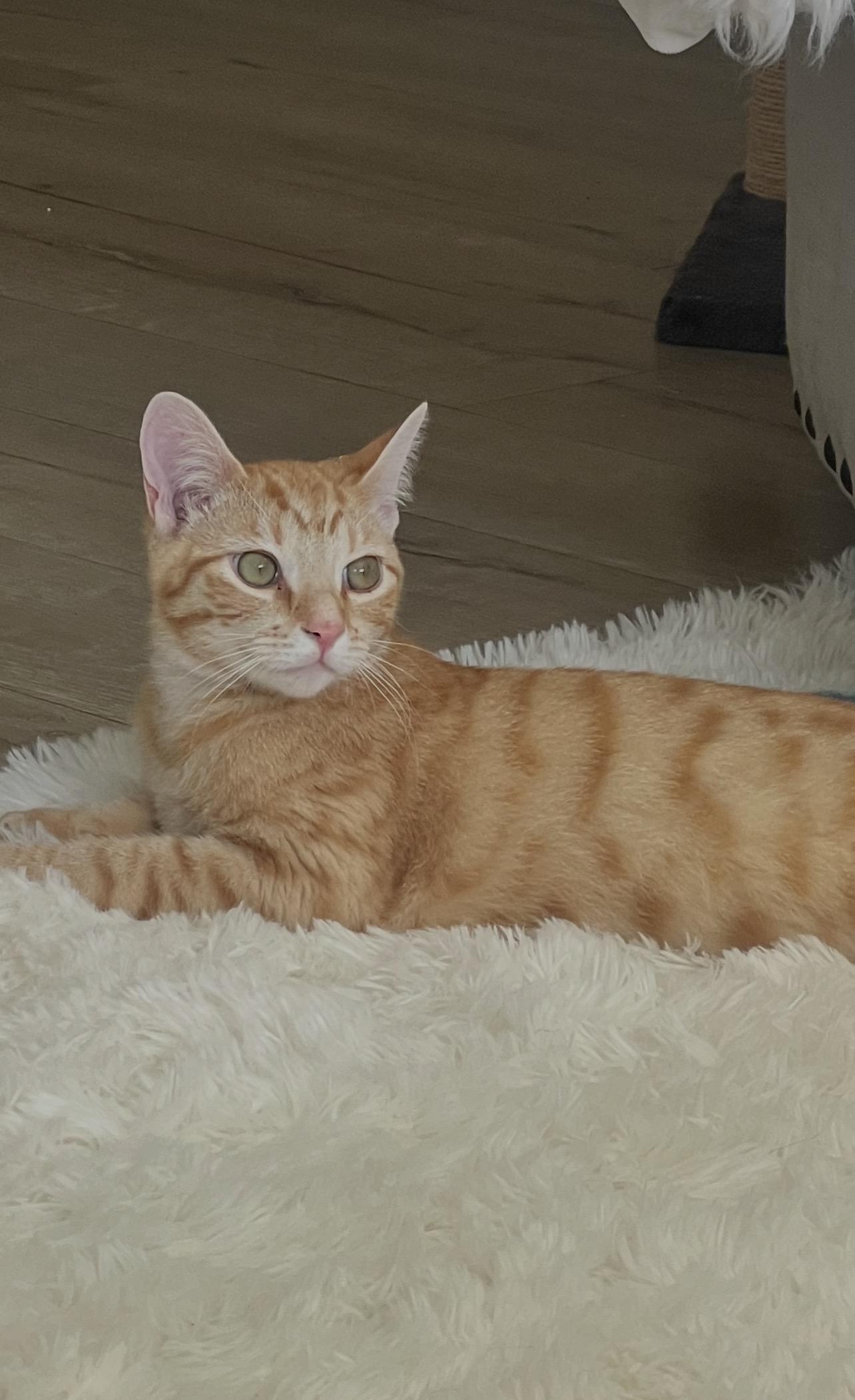 Enlarge Beau, an adopted Domestic Short Hair in Los Angeles, CA image 2/6