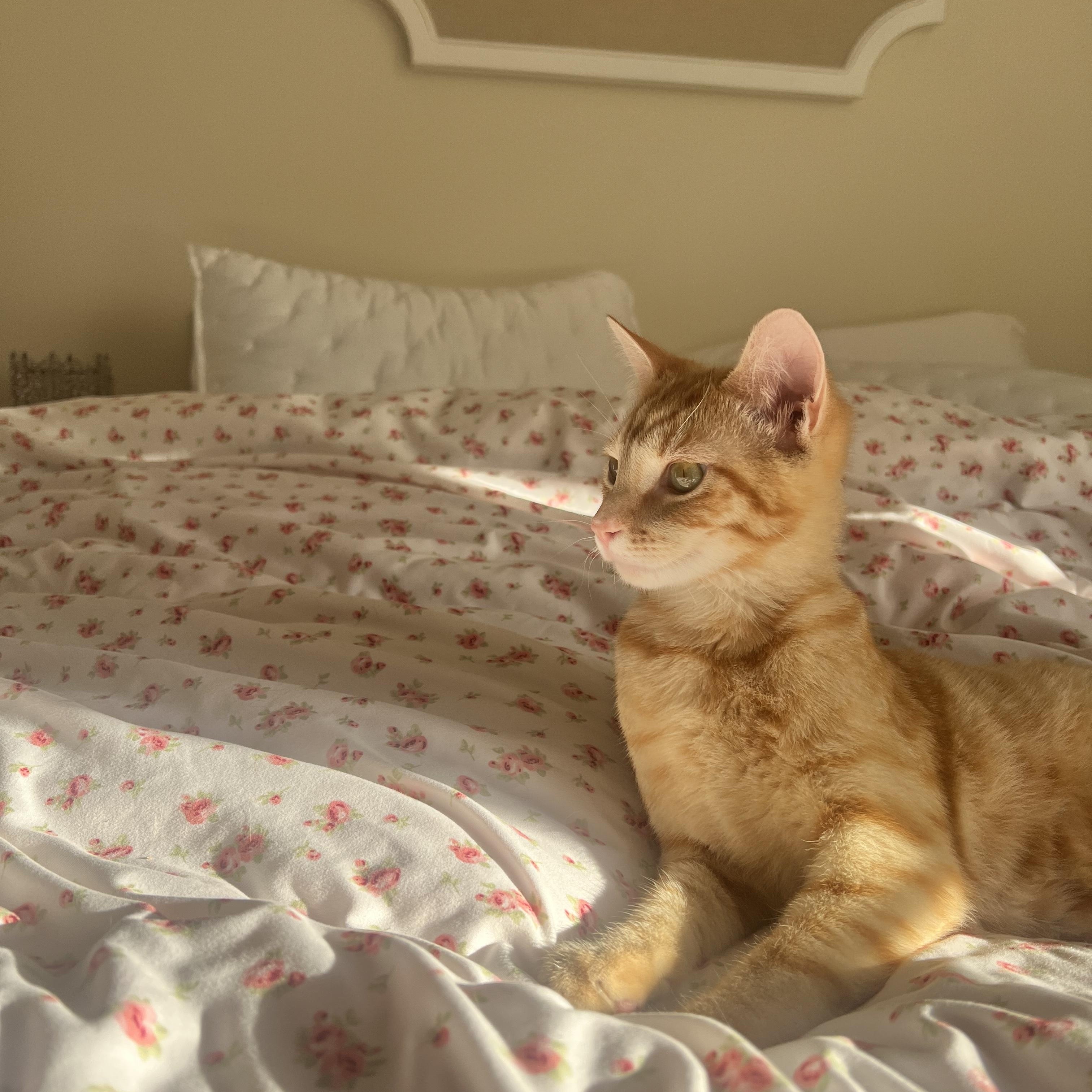 Beau, adopted, Young Male Domestic Short Hair.