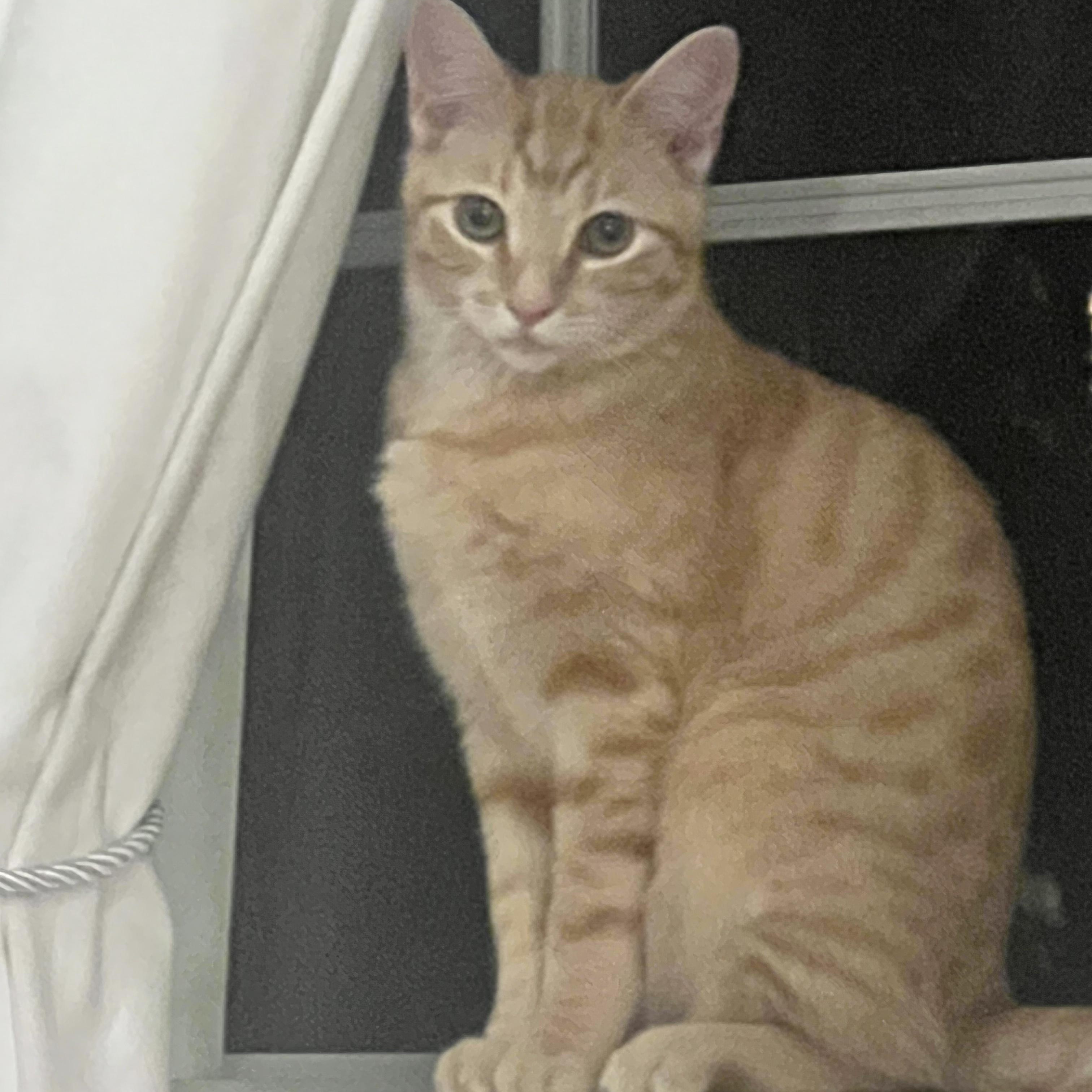 Enlarge Beau, an adopted Domestic Short Hair in Los Angeles, CA image 5/6