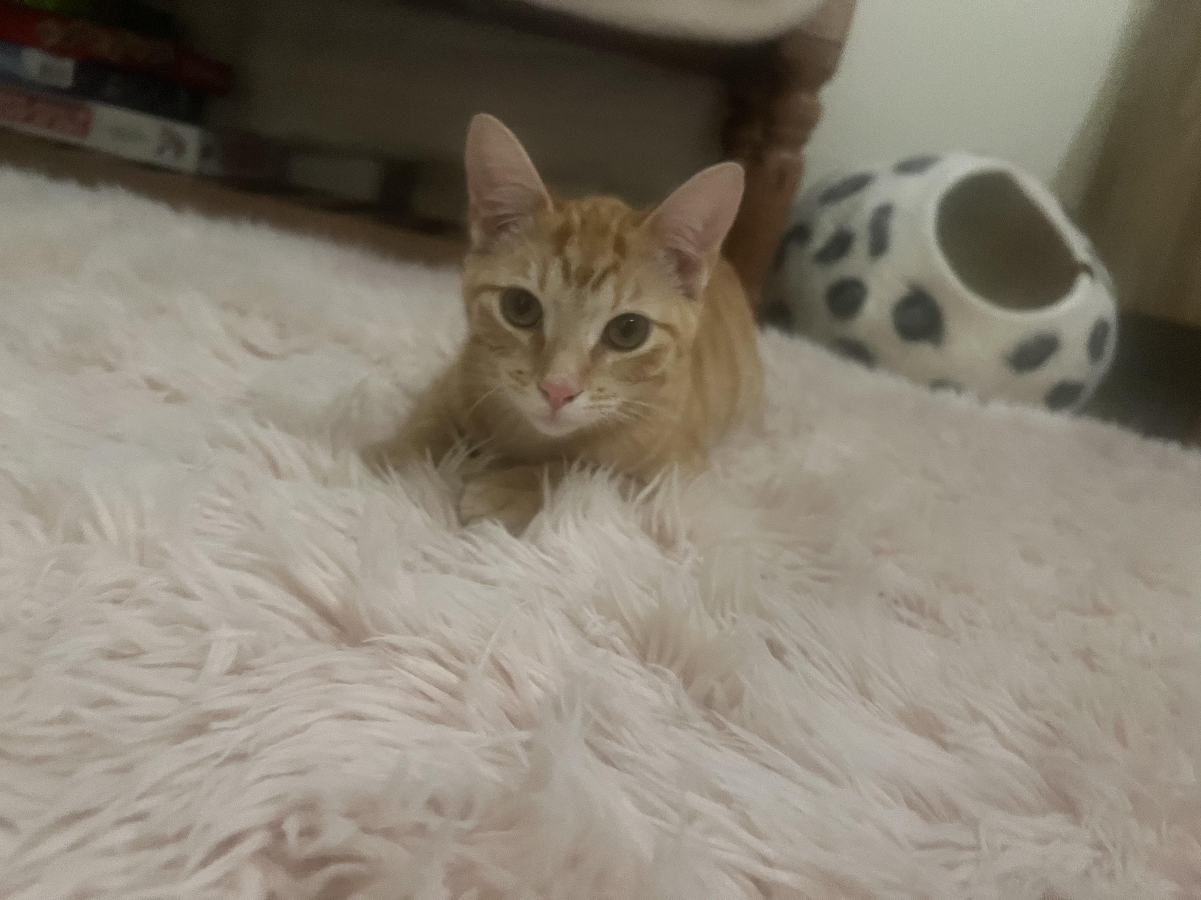 Enlarge Beau, an adopted Domestic Short Hair in Los Angeles, CA image 6/6