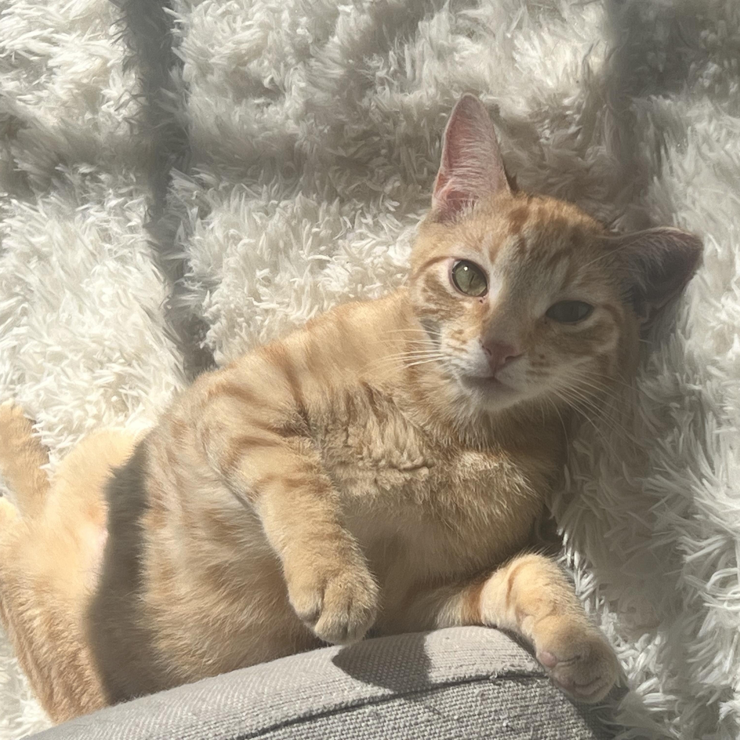 Enlarge Beau, an adopted Domestic Short Hair in Los Angeles, CA image 3/6