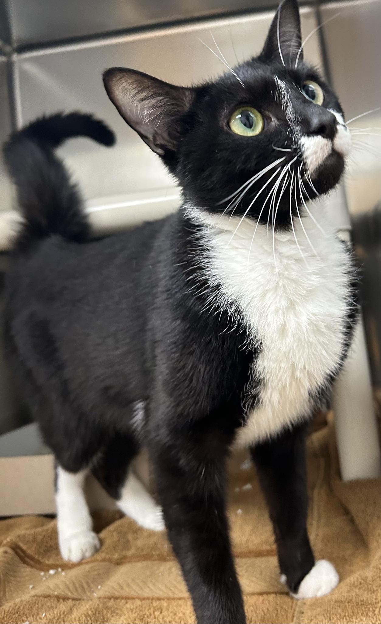 Enlarge Zen, a ADOPTABLE Domestic Short Hair in St. Augustine, FL image 2/2