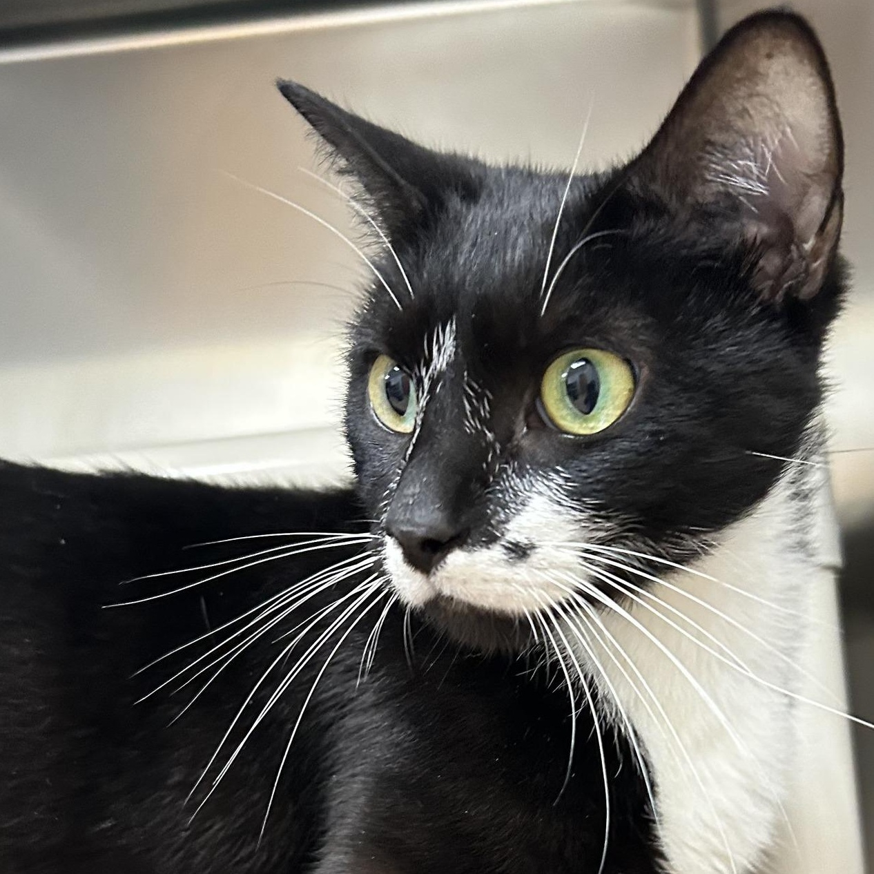 Enlarge Zen, a ADOPTABLE Domestic Short Hair in St. Augustine, FL image 1/2