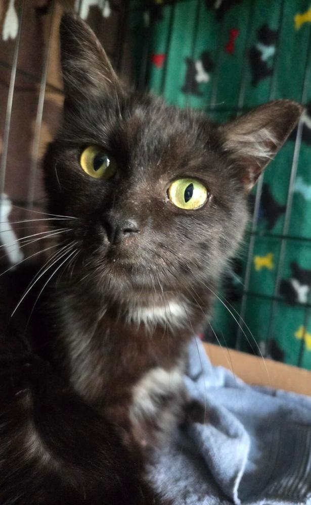 Miss Molly, a Adoptable Domestic Short Hair in Loveland, OH image 1/4