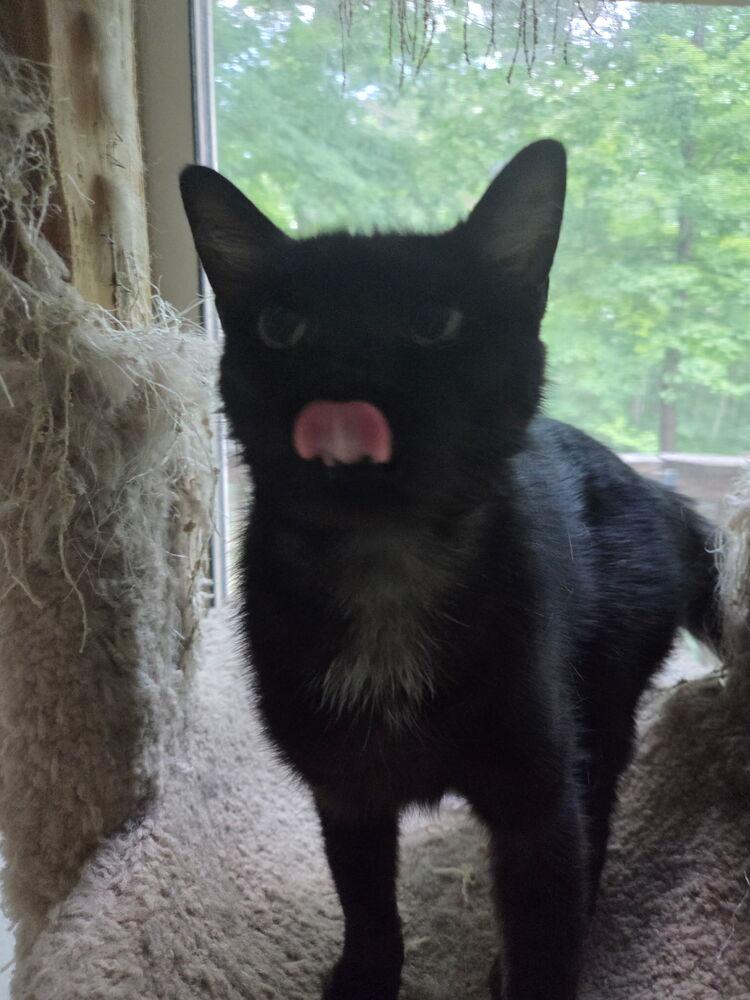 Miss Molly, a Adoptable Domestic Short Hair in Loveland, OH image 2/4