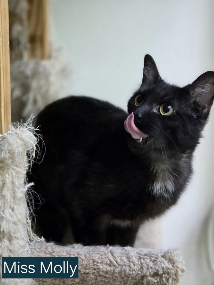 Miss Molly, a Adoptable Domestic Short Hair in Loveland, OH image 3/4