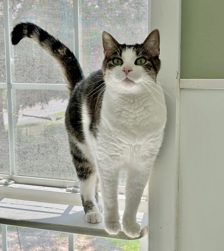 Enlarge Rocky, a Adopted Domestic Short Hair in Queenstown, MD image 4/6