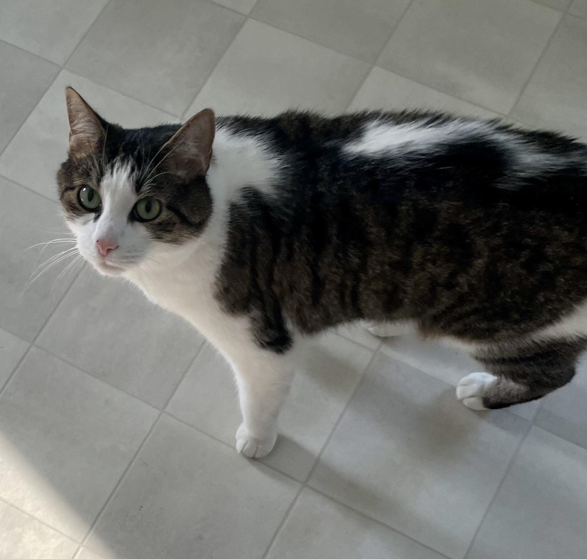 Enlarge Rocky, a Adopted Domestic Short Hair in Queenstown, MD image 5/6