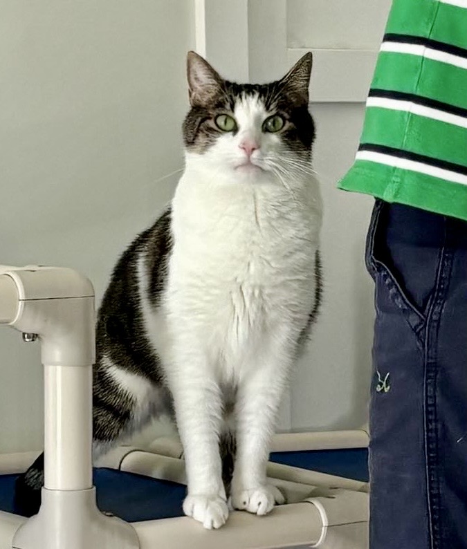 Enlarge Rocky, a Adopted Domestic Short Hair in Queenstown, MD image 6/6