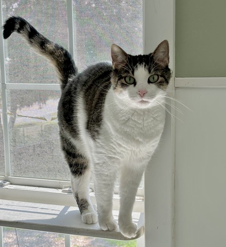 Enlarge Rocky, a Adopted Domestic Short Hair in Queenstown, MD image 3/6