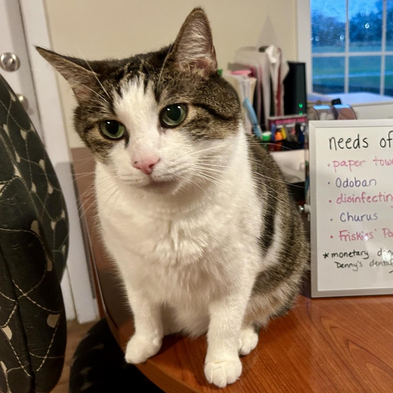 Rocky, Adopted, Adult Male Domestic Short Hair.