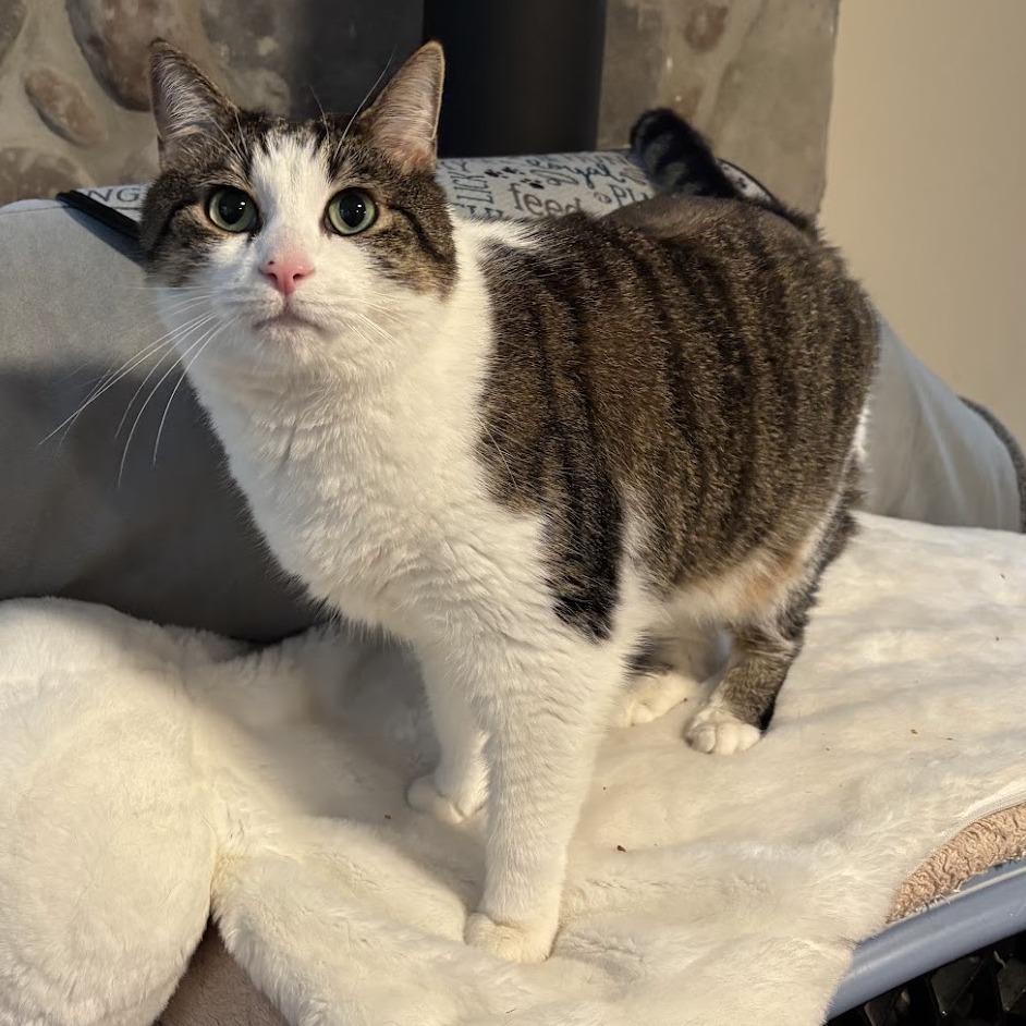 Enlarge Rocky, a Adopted Domestic Short Hair in Queenstown, MD image 2/6