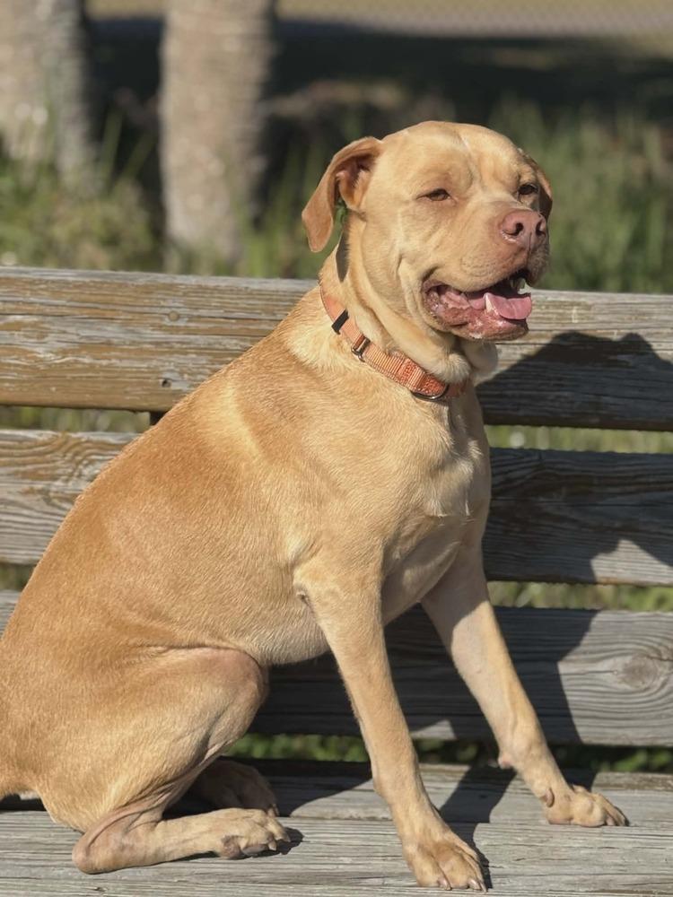 Enlarge Winston (Danny Boy), a Adoptable mixed breed in Seminole, FL image 1/6