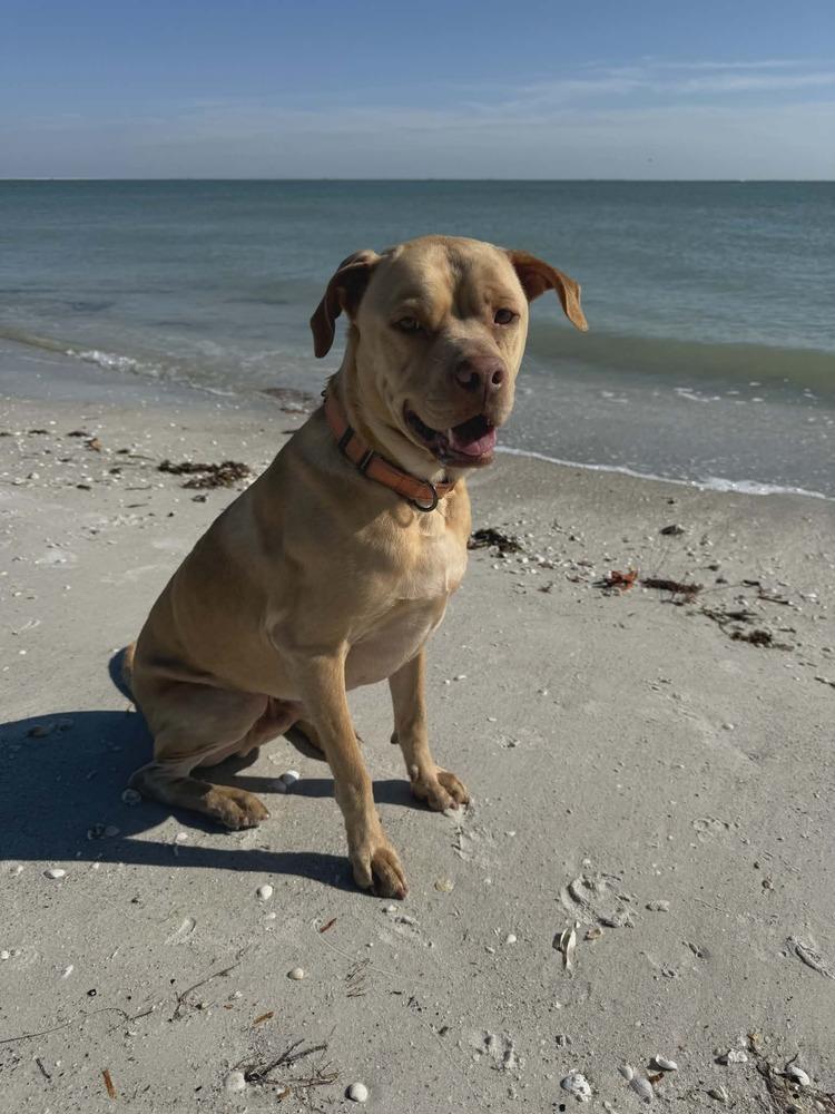 Winston (Danny Boy), Adoptable, Adult Male Mixed Breed.