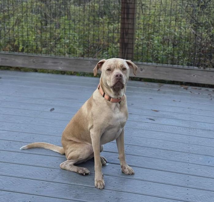 Enlarge Winston (Danny Boy), a Adoptable mixed breed in Seminole, FL image 3/6