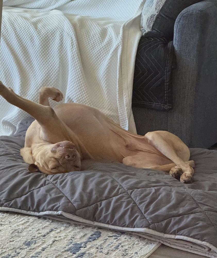 Enlarge Winston (Danny Boy), a Adoptable mixed breed in Seminole, FL image 4/6