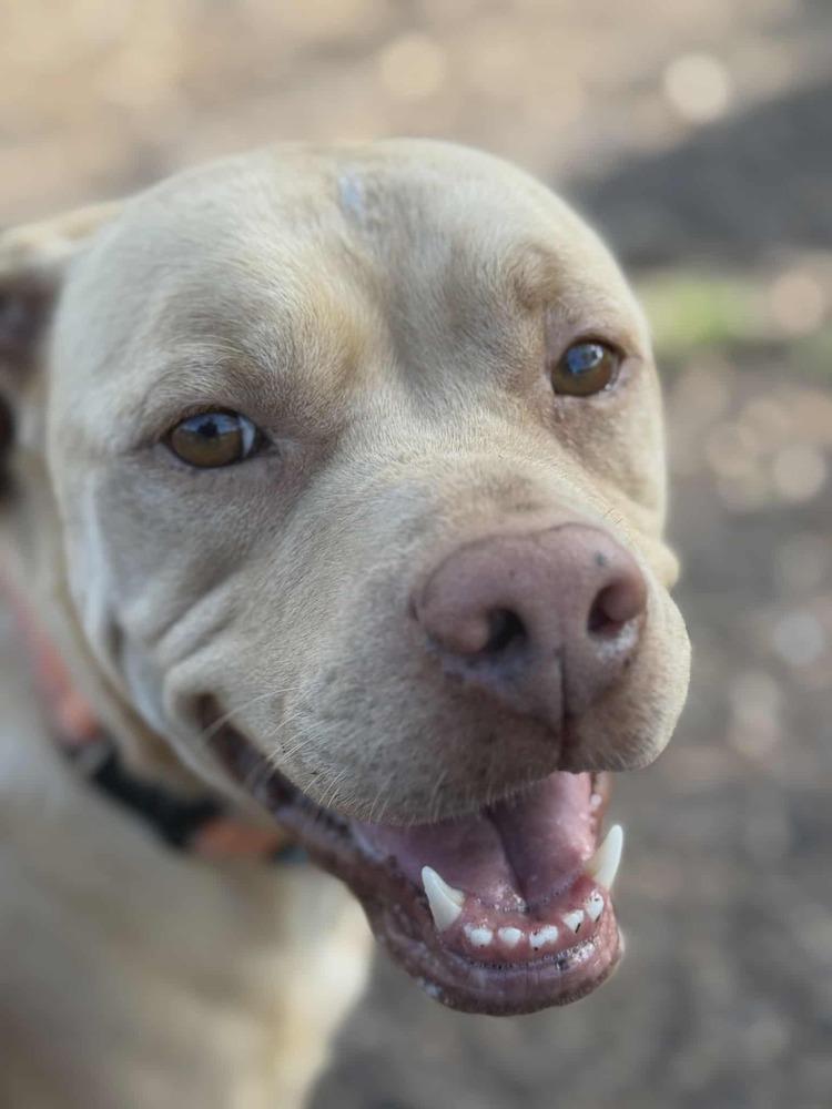 Enlarge Winston (Danny Boy), a Adoptable mixed breed in Seminole, FL image 5/6