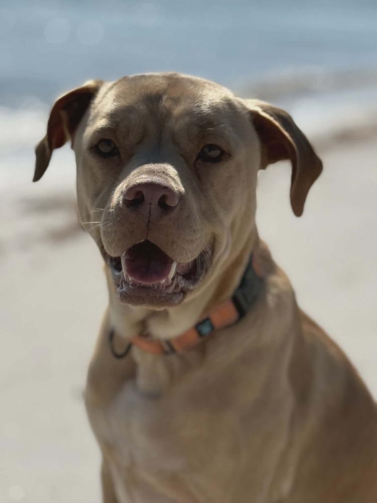 Enlarge Winston (Danny Boy), a Adoptable mixed breed in Seminole, FL image 6/6