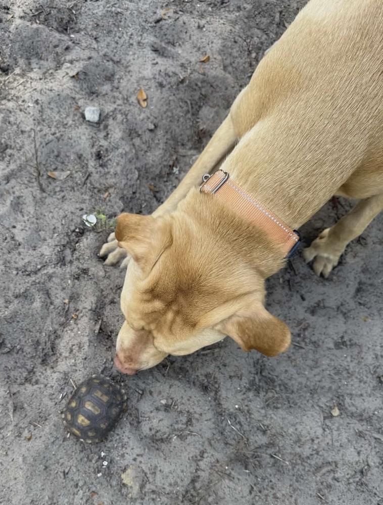Enlarge Winston (Danny Boy), a Adoptable mixed breed in Seminole, FL image 6/6