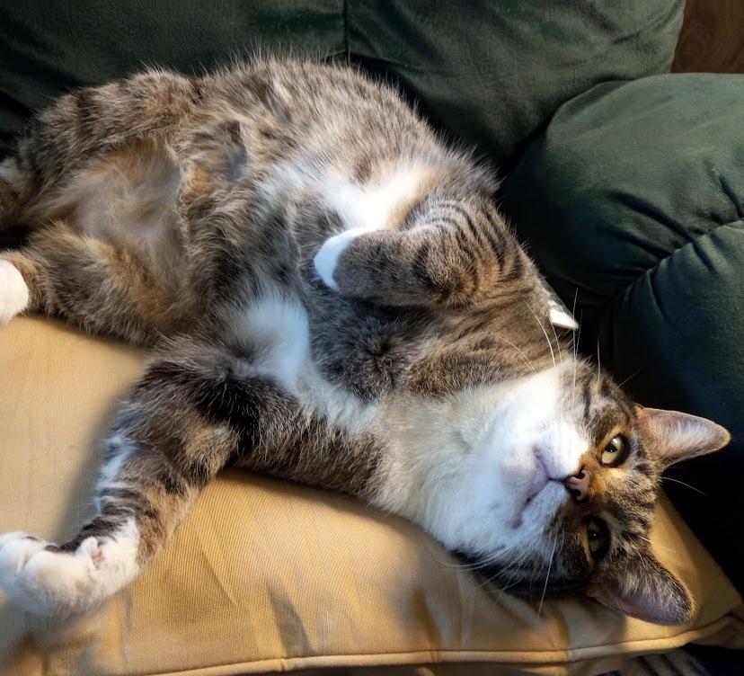 Enlarge Andy, a Adoptable Domestic Short Hair in Pittsburgh, PA image 5/6