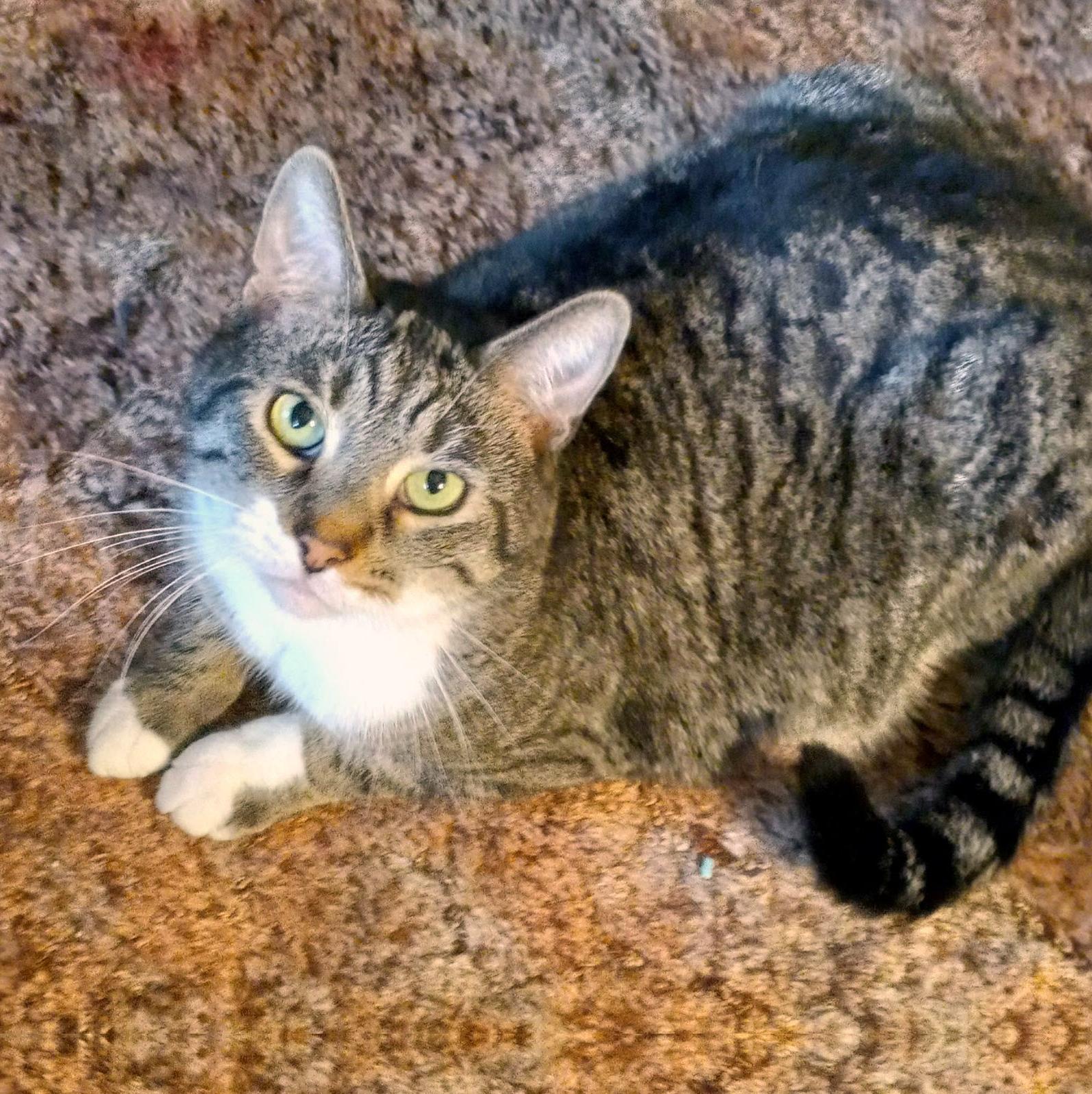 Andy, Adoptable, Adult Male Domestic Short Hair.