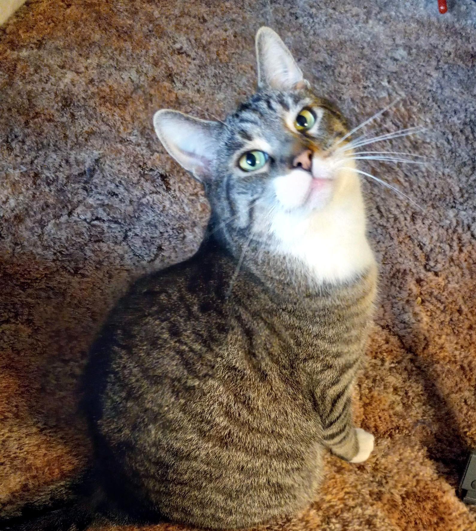 Enlarge Andy, a Adoptable Domestic Short Hair in Pittsburgh, PA image 4/6
