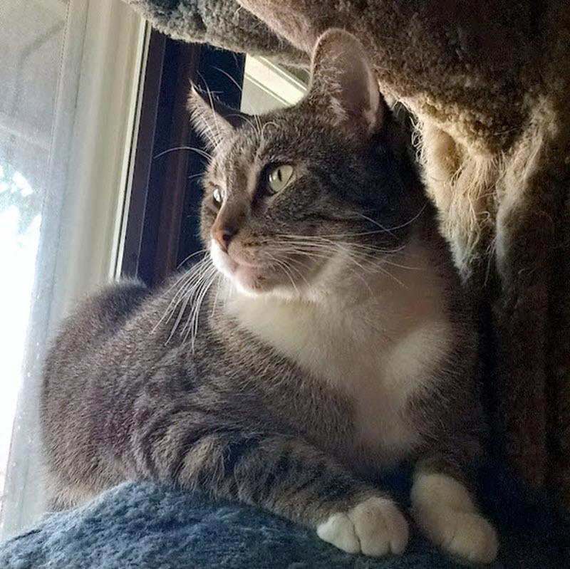 Enlarge Andy, a Adoptable Domestic Short Hair in Pittsburgh, PA image 6/6