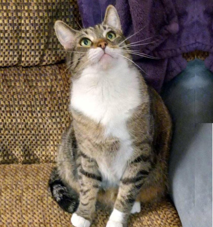 Enlarge Andy, a Adoptable Domestic Short Hair in Pittsburgh, PA image 2/6