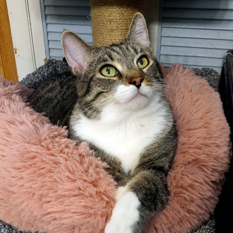 Enlarge Andy, a Adoptable Domestic Short Hair in Pittsburgh, PA image 1/6