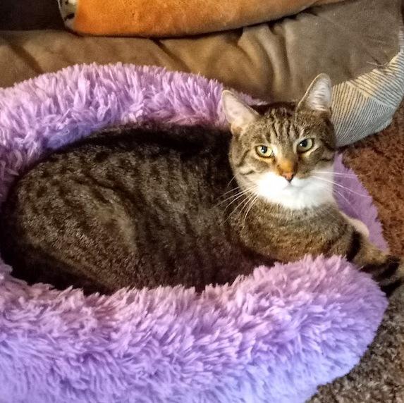 Enlarge Andy, a Adoptable Domestic Short Hair in Pittsburgh, PA image 5/6