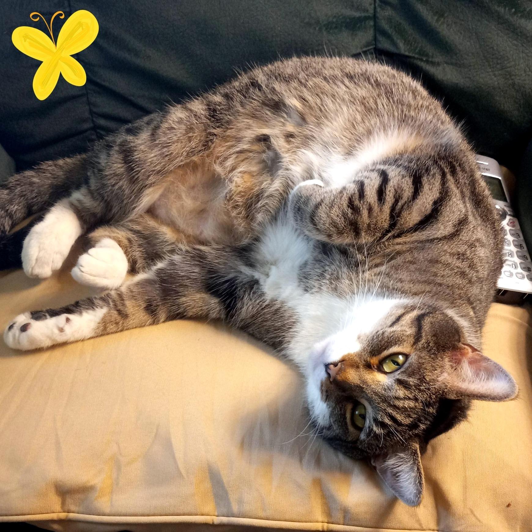 Enlarge Andy, a Adoptable Domestic Short Hair in Pittsburgh, PA image 5/6