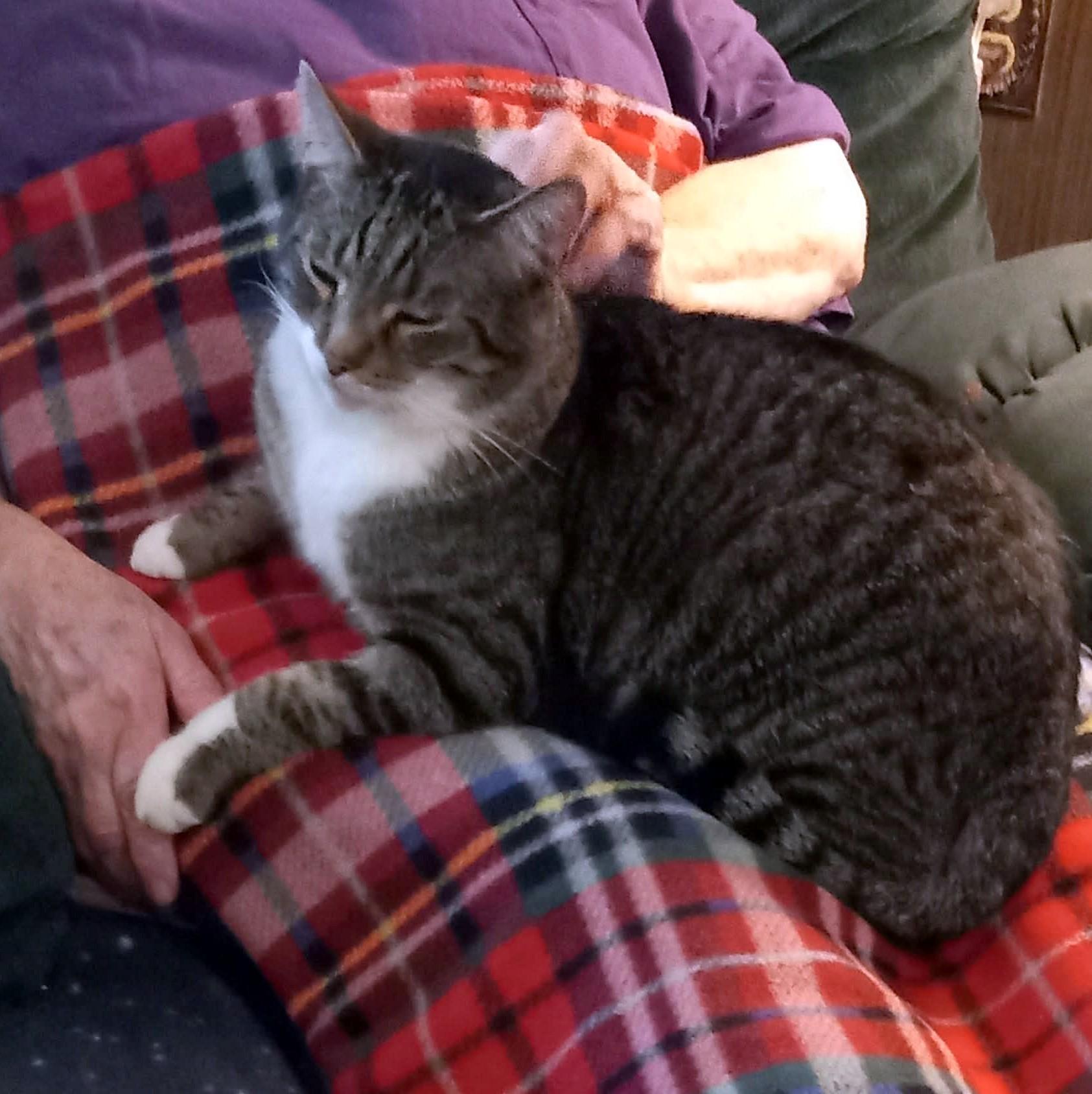 Enlarge Andy, a Adoptable Domestic Short Hair in Pittsburgh, PA image 2/6