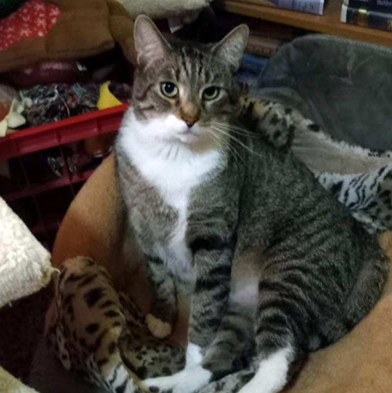 Enlarge Andy, a Adoptable Domestic Short Hair in Pittsburgh, PA image 3/6