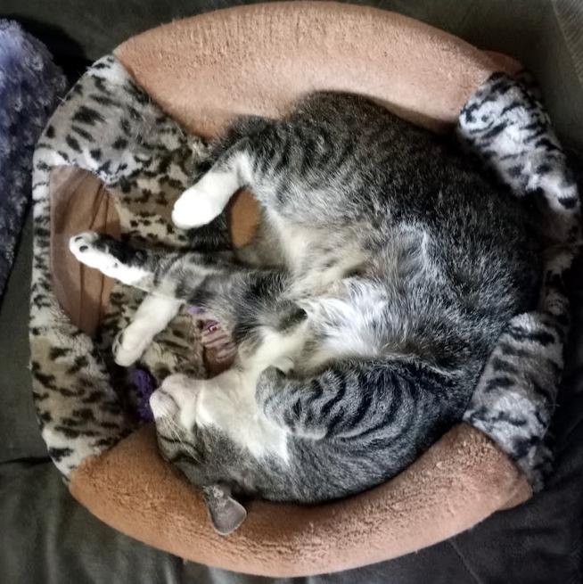 Enlarge Andy, a Adoptable Domestic Short Hair in Pittsburgh, PA image 4/6