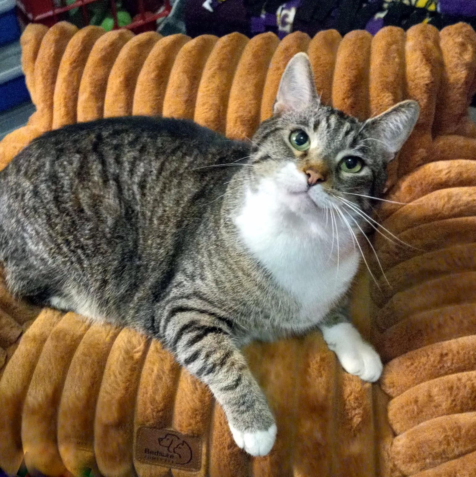 Enlarge Andy, a Adoptable Domestic Short Hair in Pittsburgh, PA image 3/6