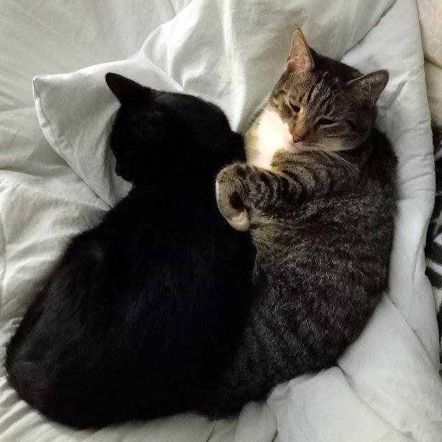 Enlarge Andy, a Adoptable Domestic Short Hair in Pittsburgh, PA image 6/6