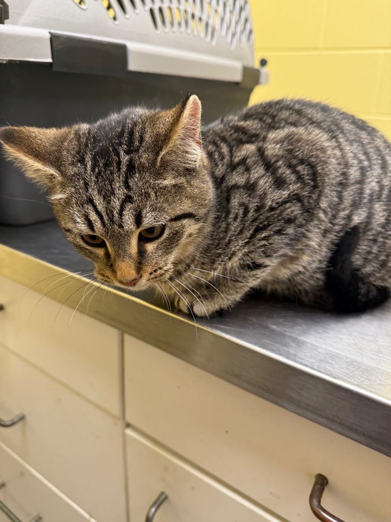 Fiddle, Adopted, Kitten Male Domestic Short Hair.