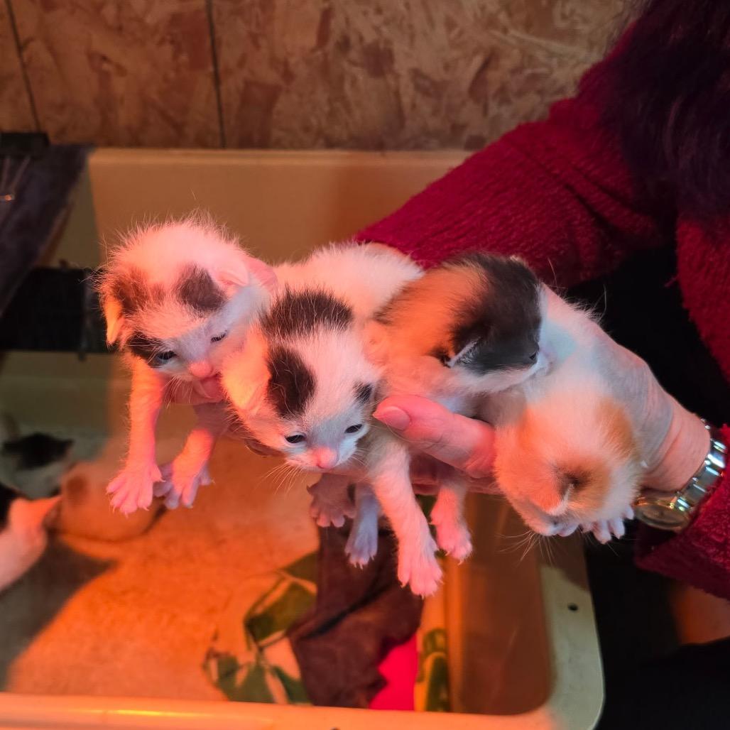 Enlarge Carolina, a Adoptable Domestic Short Hair in Standish, MI image 1/2