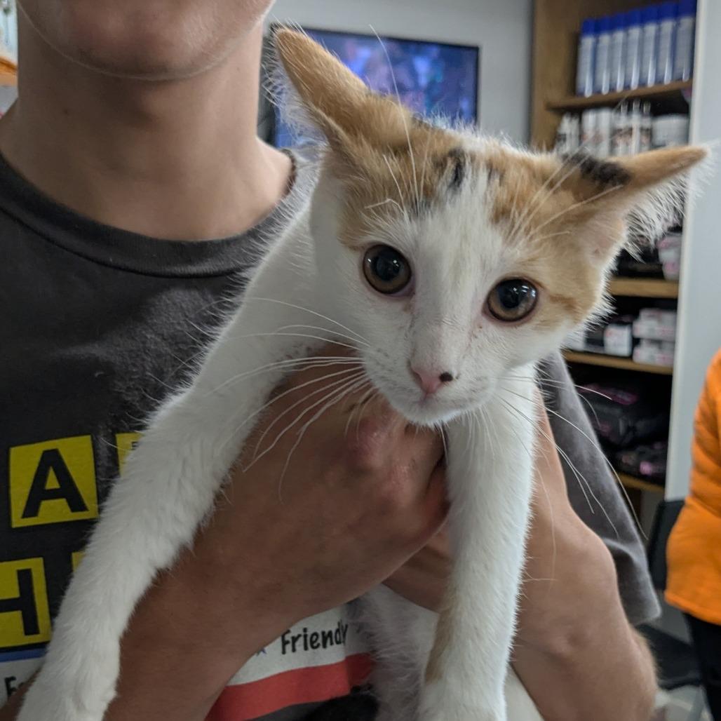 Enlarge Carolina, a Adoptable Domestic Short Hair in Standish, MI image 2/2