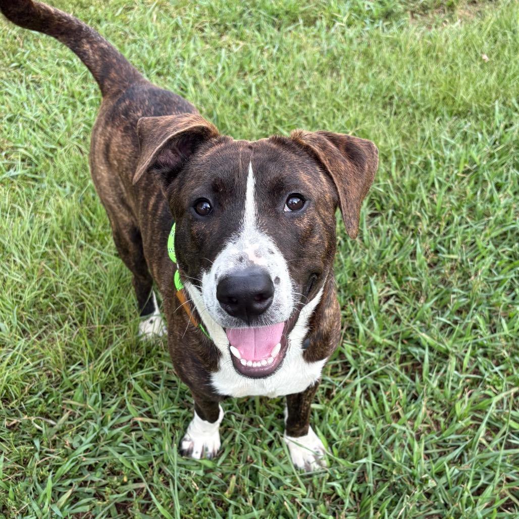 Elbert, a Adoptable American Staffordshire Terrier in Greenville, SC image 1/3